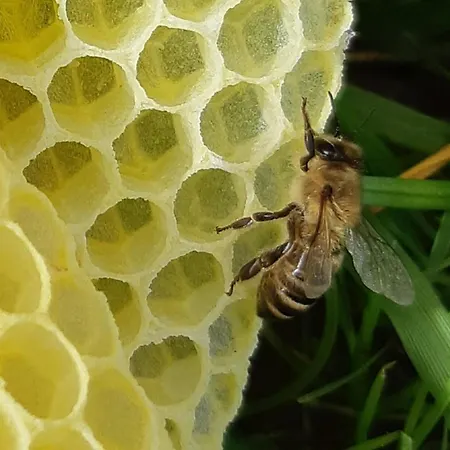 アパート Nest Sibratsgfäll